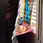 Sunny Cat Hammock Bed - Cozy Aerial Window Nest for Cats photo review