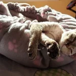 Cozy Adjustable Cotton Pet Nest Bed for Cats & Puppies photo review