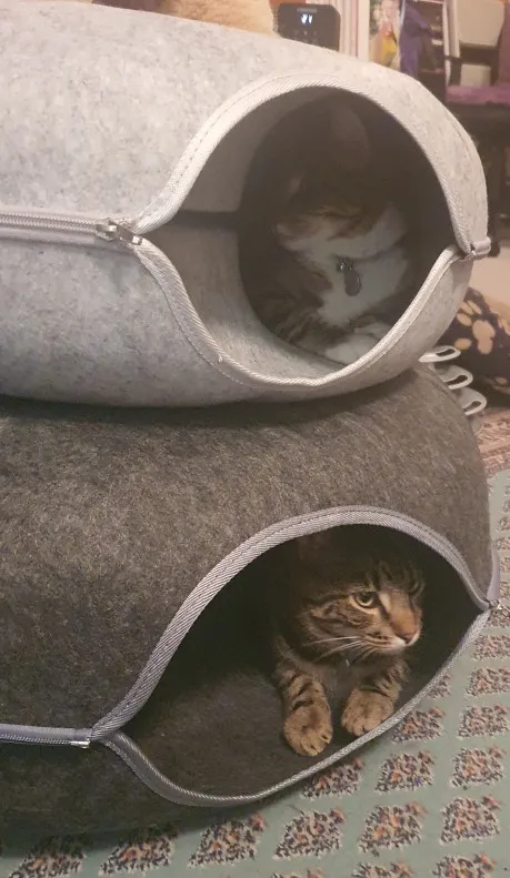 Cozy Dual Cat Bed & Tunnel - Interactive Plush Nest photo review
