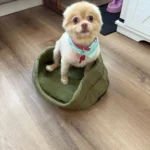 Dog Cushions Pet Bed Sofa Beds Large Dogs Fluffy Medium Blanket Pets Accessories Bad Mat Products Puppy Supplies Cats Small Big photo review