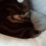 Cozy Cartoon Cat Bed: Removable, Washable, & Foldable Delight photo review