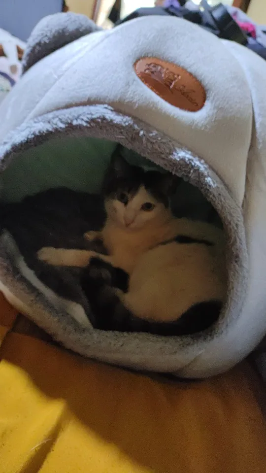 Cozy Cotton Cat Cave: Ultimate Winter Pet Bed Retreat photo review