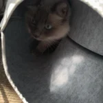 Cozy Felt Donut Cat Bed & Tunnel - Interactive Play Haven photo review