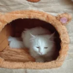 Cozy Foldable Pet House: Washable Cave for Cats & Small Dogs photo review