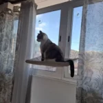 Sunny Cat Hammock Bed - Cozy Aerial Window Nest for Cats photo review