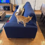 Luxurious Jacquard Sofa Cover for Custom Fit Comfort photo review