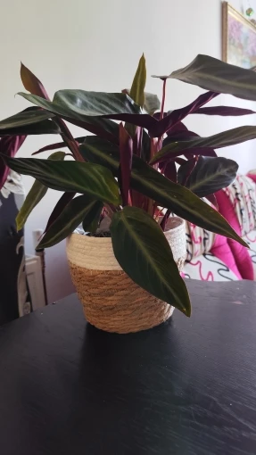 Handcrafted Large Straw Flowerpots - Boho Chic Indoor Planters photo review