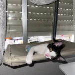 Sunny Cat Hammock Bed - Cozy Aerial Window Nest for Cats photo review