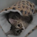 Cozy Plush Cat & Small Dog Bed Mat - Breathable & Soft photo review