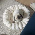 Cozy Plush Round Pet Bed for Medium Dogs & Cats - Winter Warmth photo review