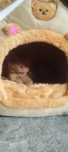 Cozy Foldable Pet House: Washable Cave for Cats & Small Dogs photo review