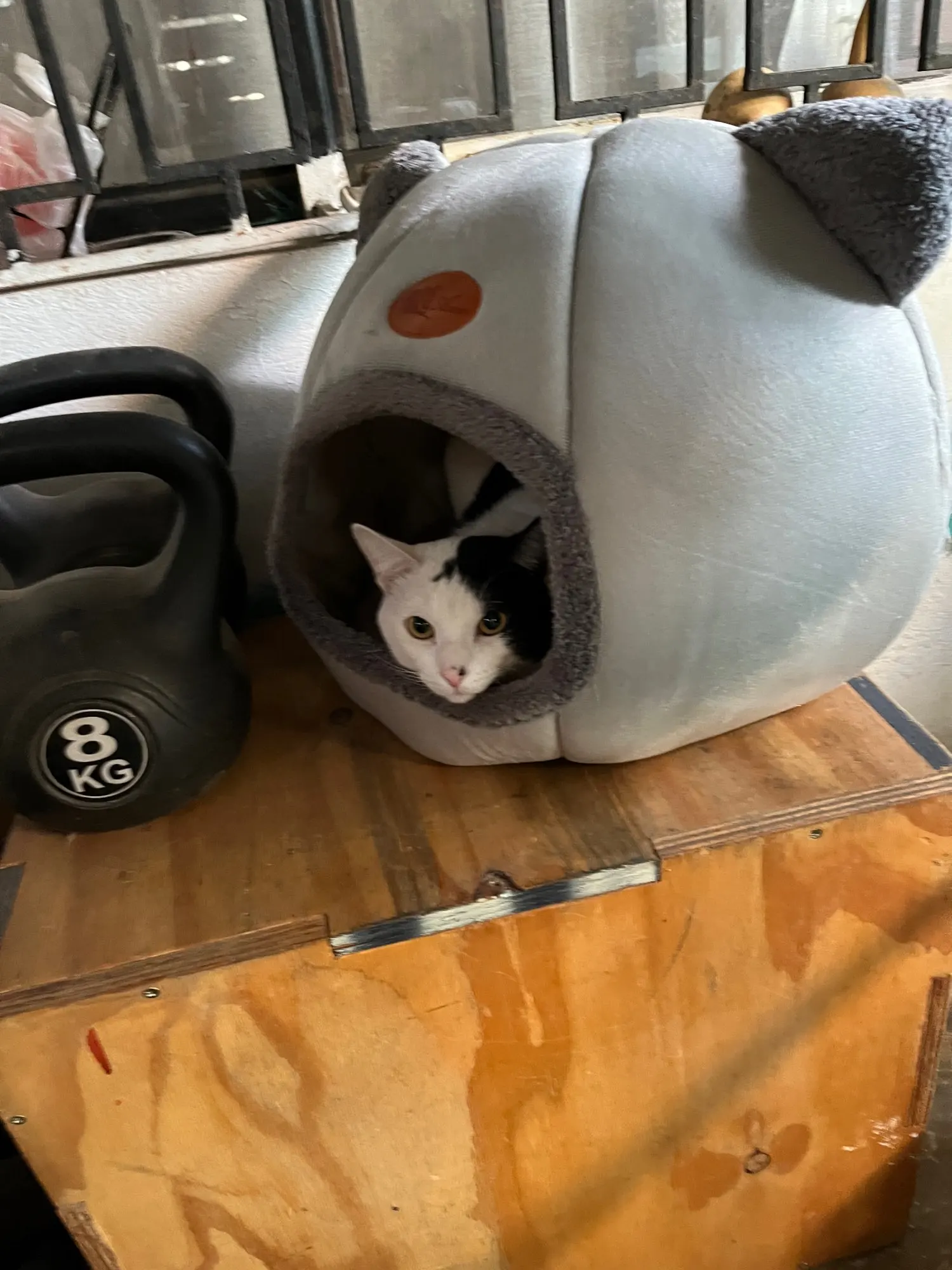 Cozy Cotton Cat Cave: Ultimate Winter Pet Bed Retreat photo review