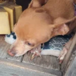 Cozy Plush Cat & Small Dog Bed Mat - Breathable & Soft photo review