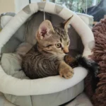 Cozy Cotton Cat Cave: Warm Pet Bed for Cats & Small Dogs photo review