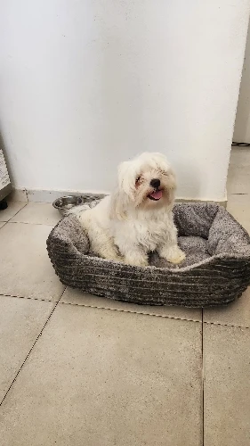 Bed for Dog Cat Pet Square Plush Kennel Medium Small Dog Sofa Bed Cushion Pet Calming Dog Bed House Pet Supplies Accessories photo review
