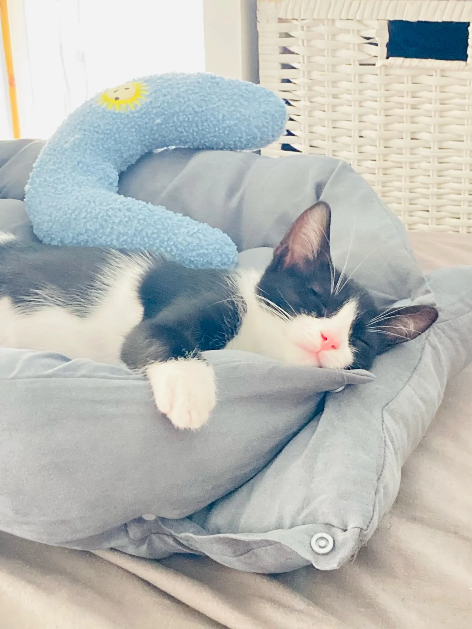Multifunction Dog Bed Mat 3 IN 1 Dogs Cat Sleeping Bed Sofa Warm Winter Puppy Kitten Nest Kennel Soft Pet Cushion For Dogs Cats photo review