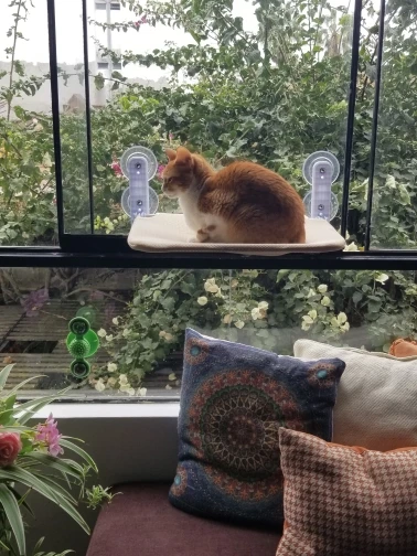 Sunshine Bliss: Foldable Suction Cup Cat Hammock Bed photo review