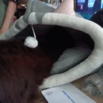 Cozy Cartoon Cat Bed: Removable, Washable, & Foldable Delight photo review
