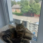 Sunny Cat Hammock Bed - Cozy Aerial Window Nest for Cats photo review