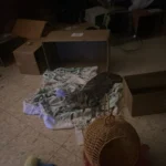 Elegant Hand-Woven Cat Hammock Bed & Storage Basket photo review