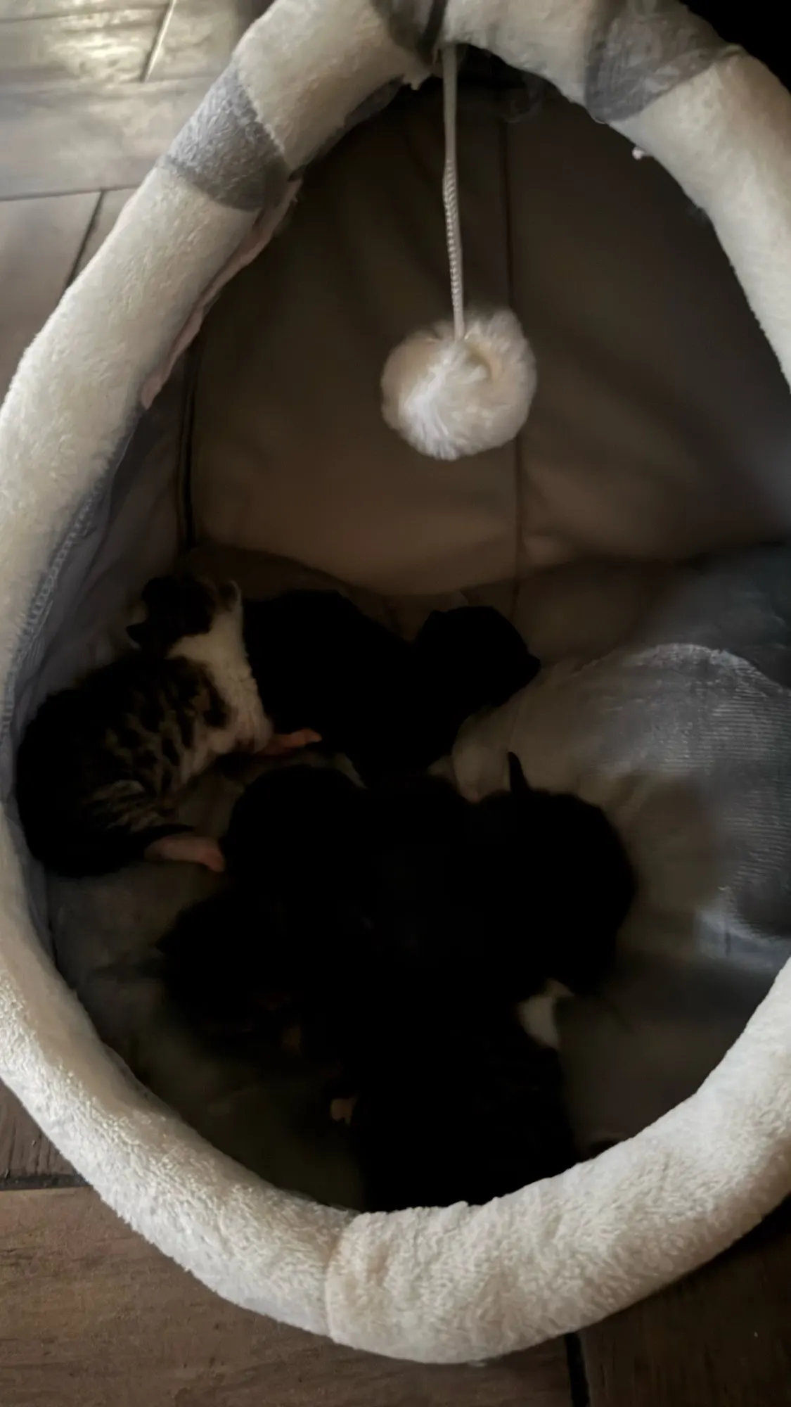 Cozy Cartoon Cat Bed: Removable, Washable, & Foldable Delight photo review