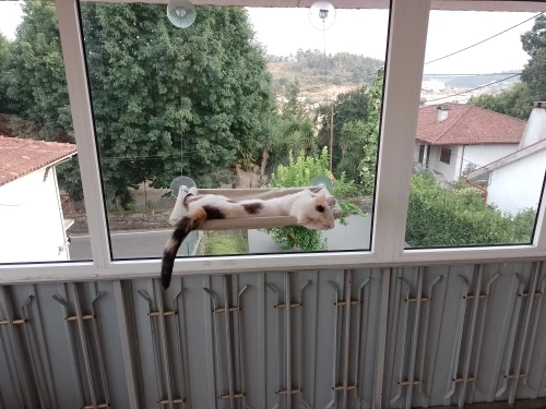 Sunny Cat Hammock Bed - Cozy Aerial Window Nest for Cats photo review