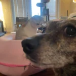 Cozy Dual Cat Bed & Tunnel - Interactive Plush Nest photo review