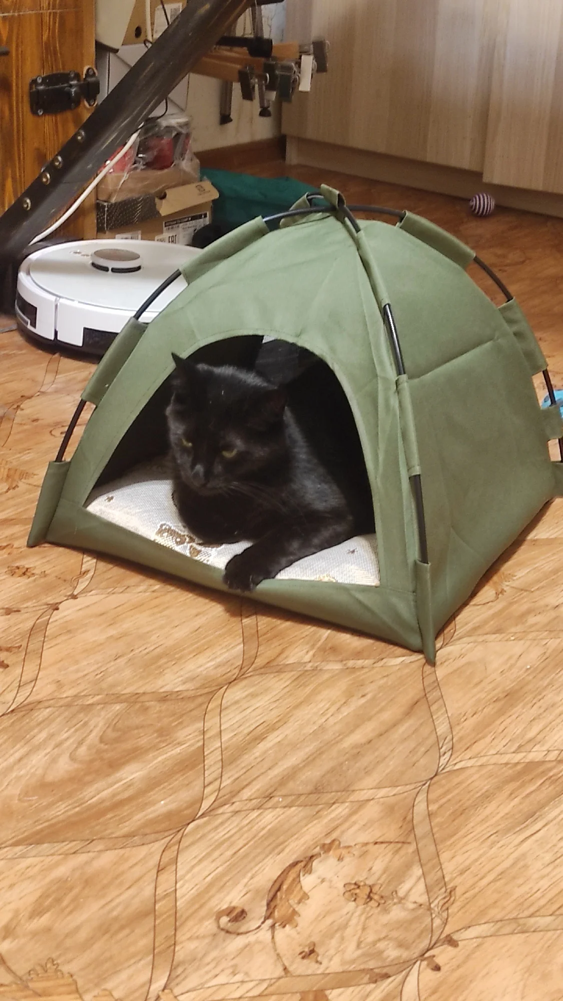 Cozy Clamshell Cat Tent Bed for Ultimate Winter Comfort photo review