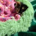 Home Plush Pet Nest Winter Cat Nest Dog Nest Warm Detachable and Washable Round Cat Nest Pet Bed Seasonal Universal Decoration photo review
