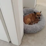 Plush Donut Cat Bed: Cozy, Washable Comfort for Pets photo review