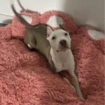 Cozy Bear Paw Pet Bed - Fluffy Comfort for All Sizes photo review