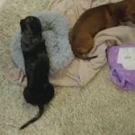 Cozy Round Pet Bed in Stylish Gradient for Large Dogs photo review