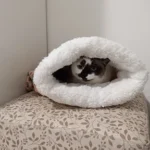 Cozy Plush Cat Sleeping Bag - Ultra Soft Travel Nest photo review