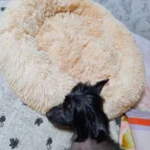 Cozy Round Pet Bed in Stylish Gradient for Large Dogs photo review