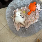 Cozy Round Plush Dog & Cat Bed for Ultimate Warmth & Style photo review