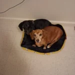 Pet Dog Bed Sofa Mats Pet Products Coussin Chien Animals Accessories Dogs Basket Supplies For Large Medium Small House Cat Bed photo review