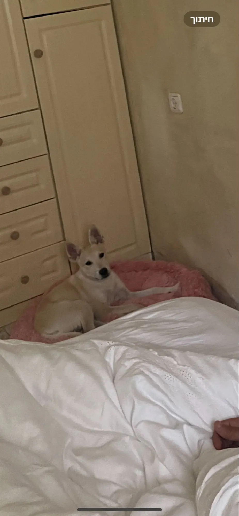 Plush Donut Cat Bed: Cozy, Washable Comfort for Pets photo review