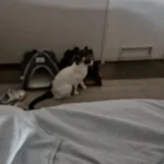 Versatile Foldable Cat Tent: Cool & Cozy All-Season Haven photo review