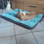 Cozy Corduroy Dog Bed - Detachable & Washable Comfort Mat photo review