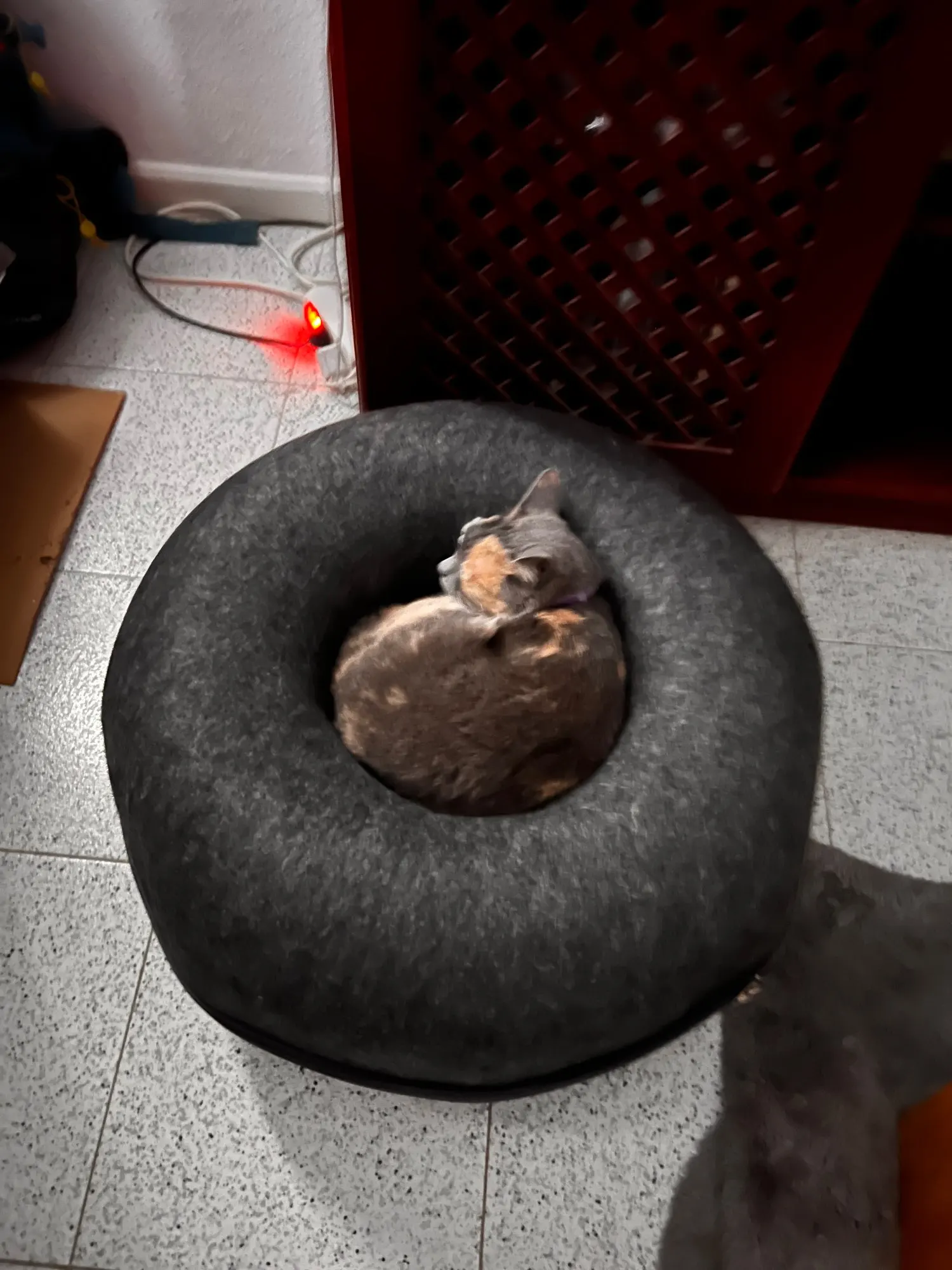 Cozy Felt Donut Cat Bed & Tunnel - Interactive Play Haven photo review