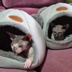 Cozy Cotton Cat Cave: Ultimate Winter Pet Bed Retreat photo review