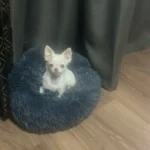 Plush Donut Cat Bed: Cozy, Washable Comfort for Pets photo review