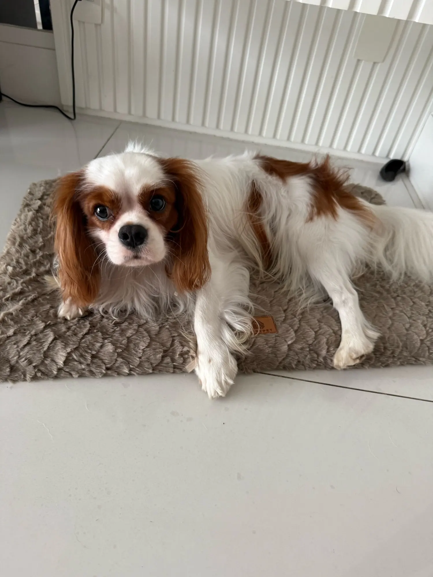 Orthopedic 3 D Foam Dog Bed with Washable Cover & Anti-Slip Base photo review