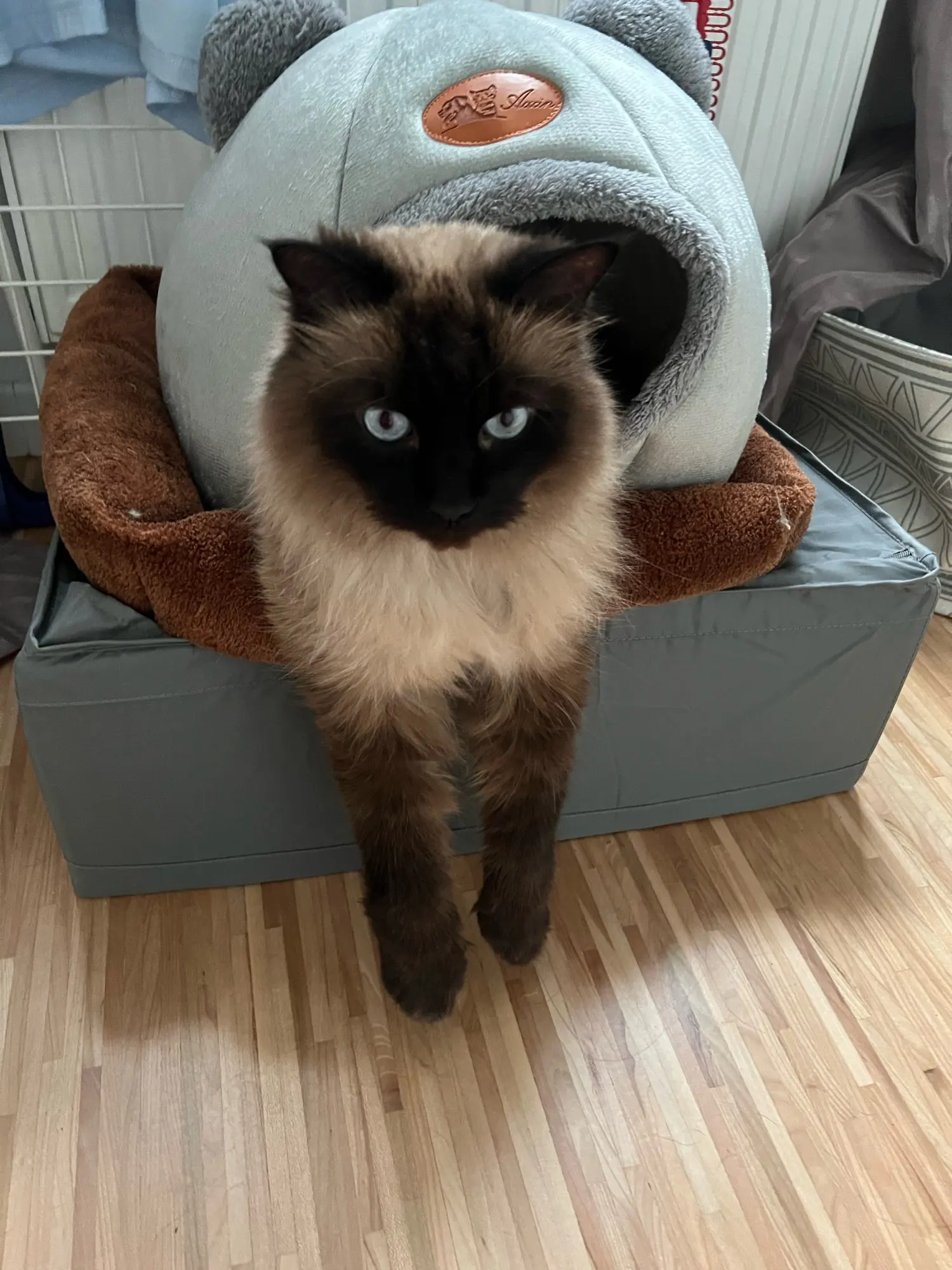 Cozy Cotton Cat Cave: Ultimate Winter Pet Bed Retreat photo review