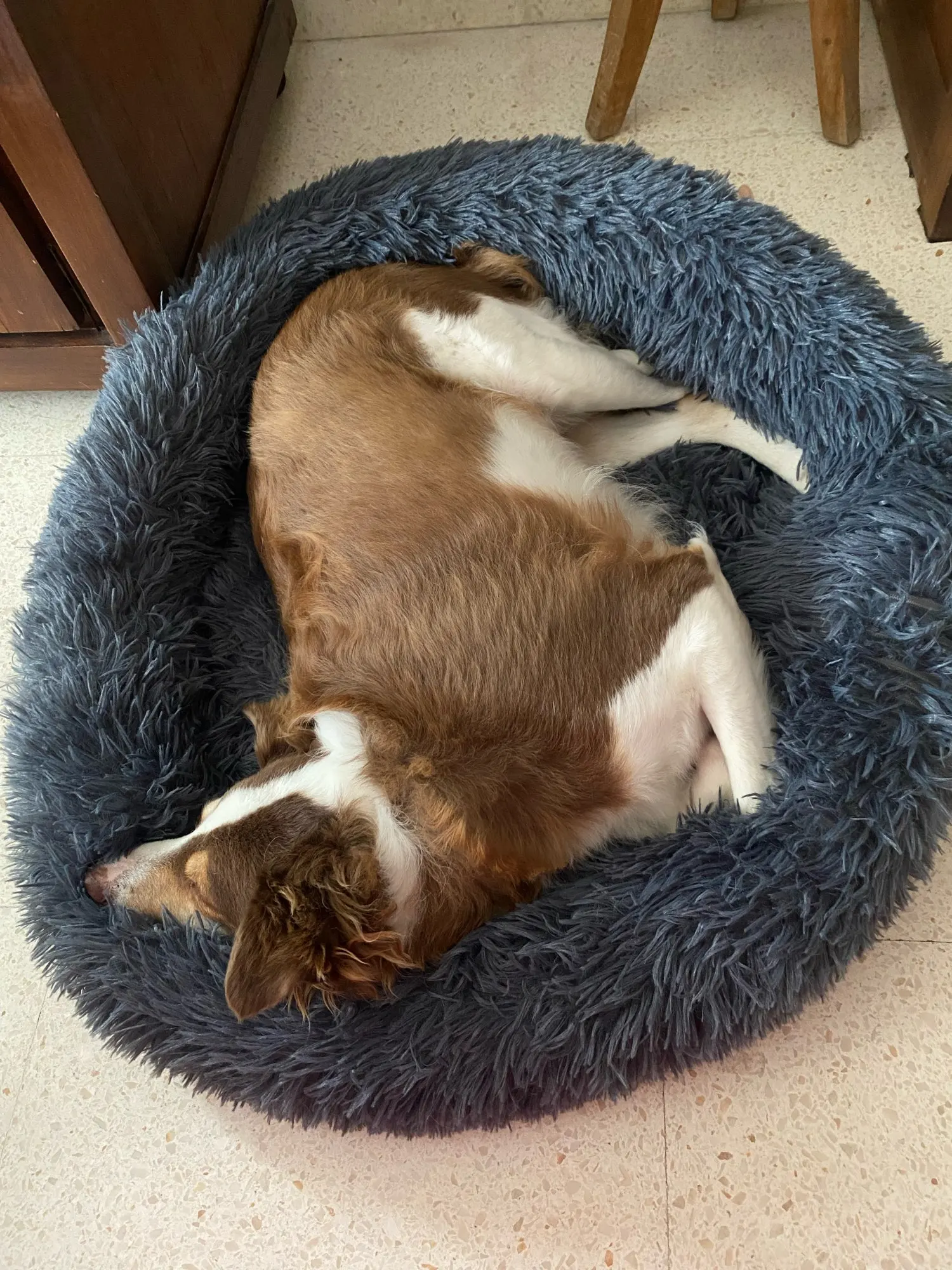 Cozy Round Pet Bed in Stylish Gradient for Large Dogs photo review
