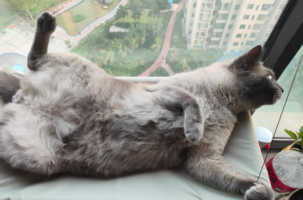 Sunny Cat Hammock Bed - Cozy Aerial Window Nest for Cats photo review