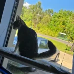 Sunny Cat Hammock Bed - Cozy Aerial Window Nest for Cats photo review