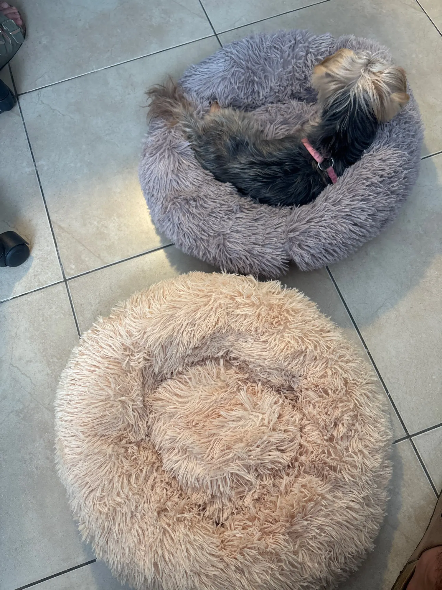 Cozy Round Pet Bed in Stylish Gradient for Large Dogs photo review