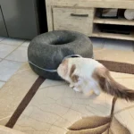 Cozy Dual Cat Bed & Tunnel - Interactive Plush Nest photo review