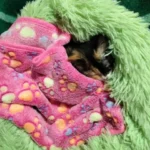 Home Plush Pet Nest Winter Cat Nest Dog Nest Warm Detachable and Washable Round Cat Nest Pet Bed Seasonal Universal Decoration photo review